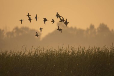 Flock of Ducks flying in Morning clipart