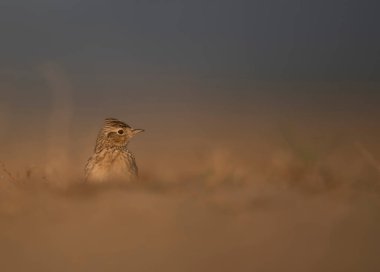 close-up shot of beautiful bird on meadow