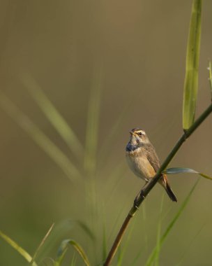 close-up shot of beautiful bird on blurred natural background