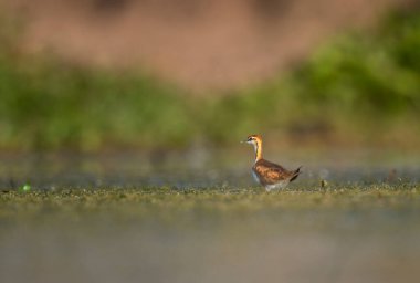 Sülün kuyruğu Jacana 'yı bataklıkta kovaladı. 
