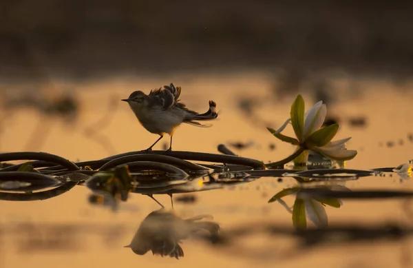 夕日の湖の睡蓮の近くの美しい鳥のクローズアップショット — ストック写真
