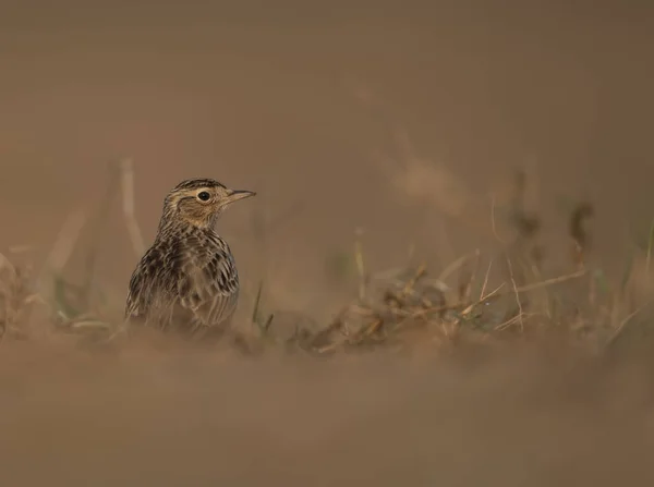Close Shot Beautiful Bird Meadow — Stockfoto