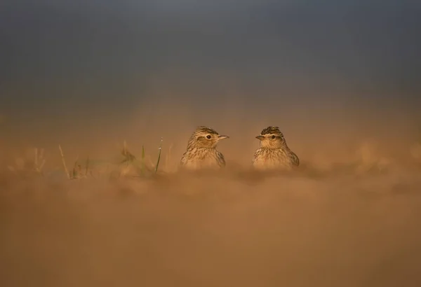 Çayırdaki Güzel Kuşları Yakından Çek — Stok fotoğraf