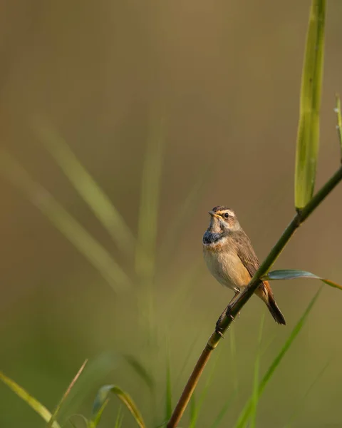 Close Shot Beautiful Bird Blurred Natural Background — Stockfoto
