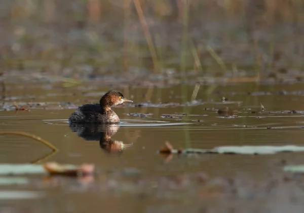 stock image Little grebe Bird in Pond