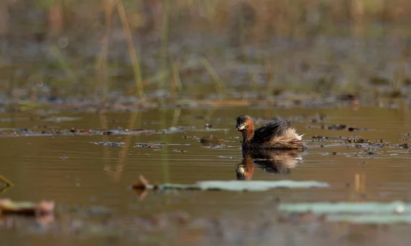 池の中の小鳥 — ストック写真