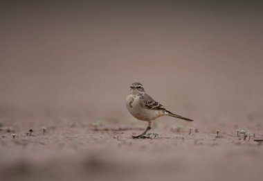 close-up shot of beautiful bird on beach blurred background