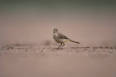 close-up shot of beautiful bird on beach blurred background