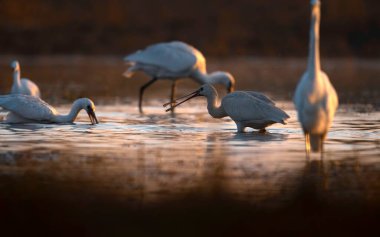 close-up shot of beautiful flock of white waterfowls on sunset