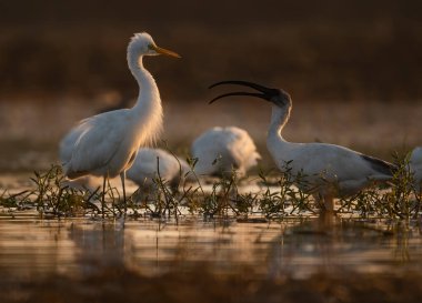 close-up shot of beautiful flock of white waterfowls on sunset