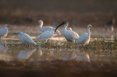 close-up shot of beautiful flock of white waterfowls on sunset