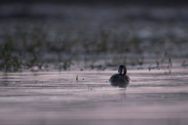 close-up shot of beautiful duck swimming in lake