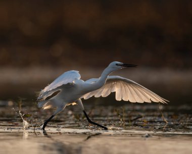 close-up shot of beautiful white heron in natural habitat during sunset