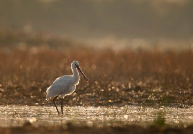 close-up shot of beautiful white heron in natural habitat during sunset