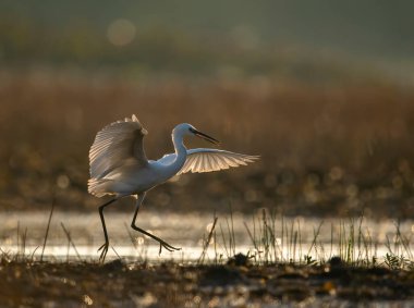 close-up shot of beautiful white heron in natural habitat during sunset