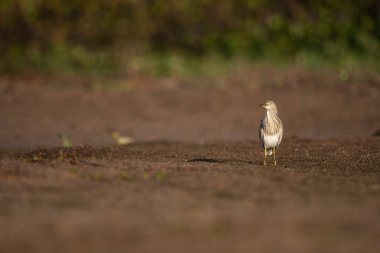 close-up shot of beautiful bird on meadow