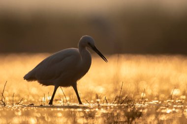 Little Egret Fishing in Sunrise 