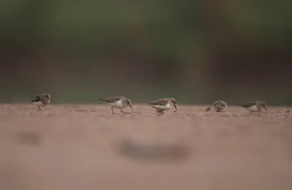 Sahildeki Güzel Kuş Sürüsünün Yakın Çekimi — Stok fotoğraf