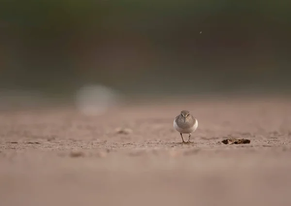 Sahildeki Güzel Kuşun Yakın Plan Görüntüsü Bulanık — Stok fotoğraf