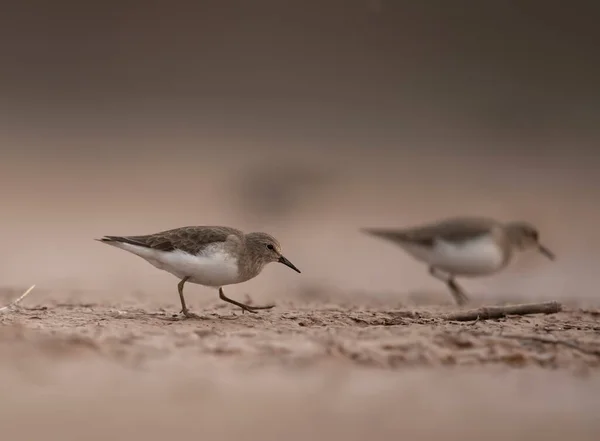 Sahildeki Güzel Kuşun Yakın Plan Görüntüsü Bulanık — Stok fotoğraf