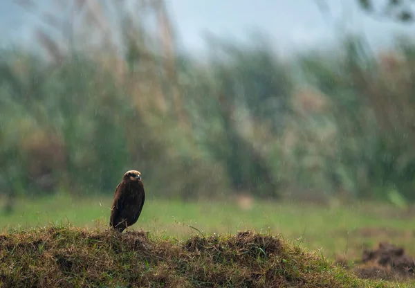 Close Shot Beautiful Falcon Green Meadow — Foto de Stock