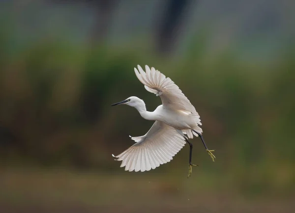 Bulanık Arkaplanda Güzel Kuşun Yakın Plan Çekimi — Stok fotoğraf