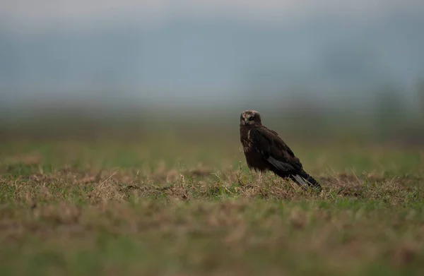 Close Shot Beautiful Owl Green Meadow — Photo