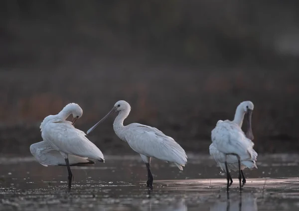 Gün Batımında Güzel Beyaz Kuşlarının Yakın Çekim Görüntüleri — Stok fotoğraf