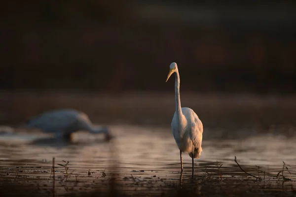 Gün Batımında Güzel Beyaz Kuşlarının Yakın Çekim Görüntüleri — Stok fotoğraf
