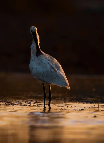 Gün Batımında Göldeki Güzel Kuşunun Yakın Plan Çekimi — Stok fotoğraf