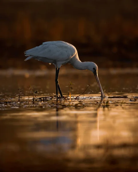 日没の間に湖で美しい水鳥のクローズアップショット — ストック写真