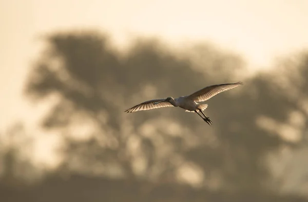 Close Shot Beautiful Bird Flying Sunset — Foto de Stock