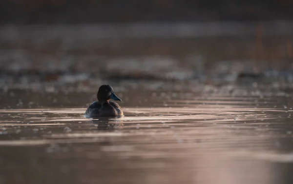 Close Shot Beautiful Duck Swimming Lake — Foto de Stock