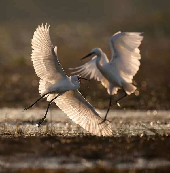 Close Shot Beautiful White Heron Natural Habitat Sunset — Zdjęcie stockowe