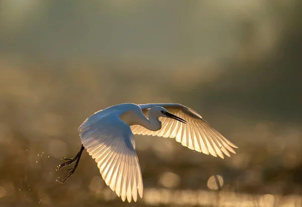 Close Shot Beautiful White Heron Natural Habitat Sunset — Stock Photo, Image