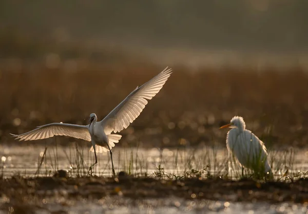 Close Shot Beautiful White Heron Natural Habitat Sunset —  Fotos de Stock