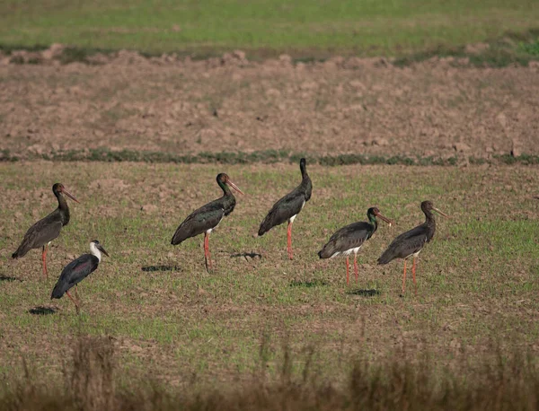 Close Shot Beautiful Flock Black Storks — Stock Photo, Image