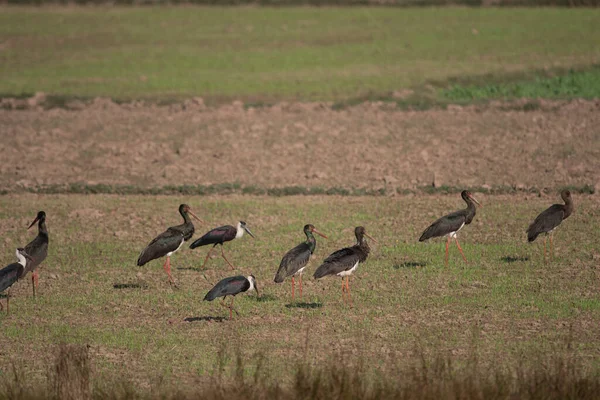 Close Shot Beautiful Flock Black Storks — Stock Photo, Image