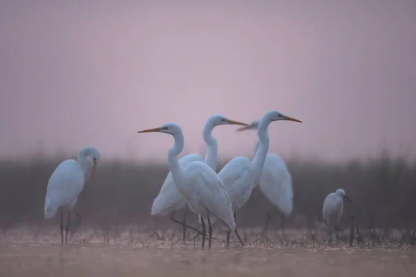Flock Great Egrets Morning Wetland Area — ストック写真