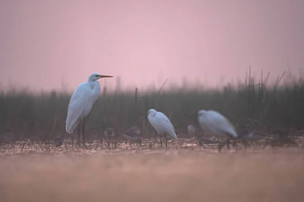 Flock Great Egrets Morning Wetland Area — ストック写真
