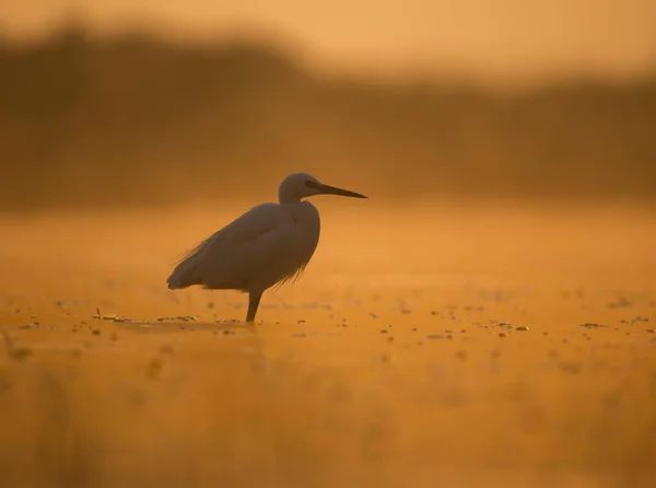 Little Egret Wetland Area — Fotografia de Stock