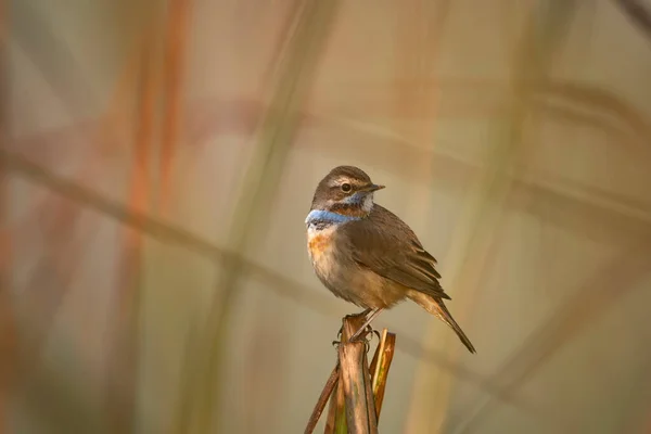 Bluethroat Bird Perch Morning — Stock Photo, Image