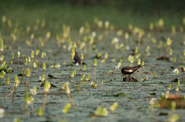 Close Shot Beautiful Birds Feeding Pond — 图库照片