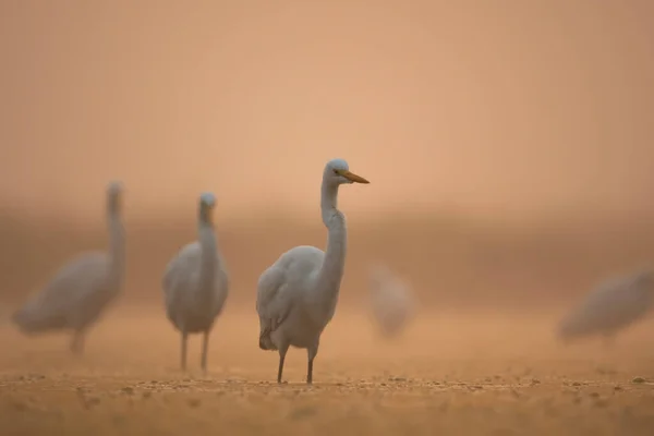 Great Egrets Fishing Sunrise Misty Morning — Stock Photo, Image