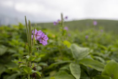 Bulanık arka planda güzel yabani çiçekler 