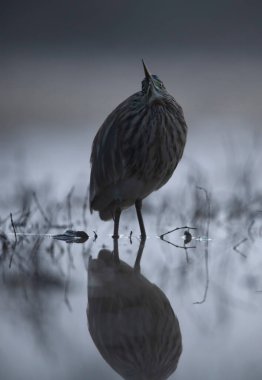 Indian pond heron doğada 