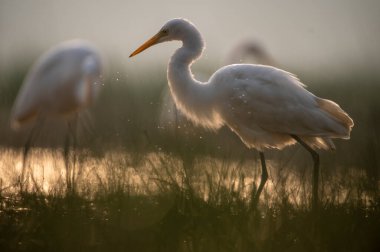 Balık arayan büyük balıkçıllar. 