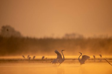 Balık arayan büyük balıkçıllar. 