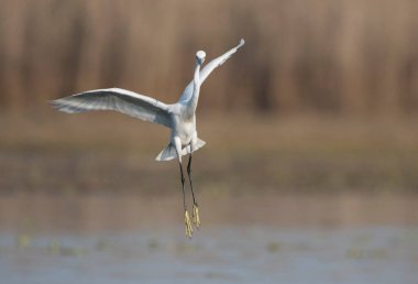 Büyük balıkçıl mı yoksa sıradan balıkçıl mı? 