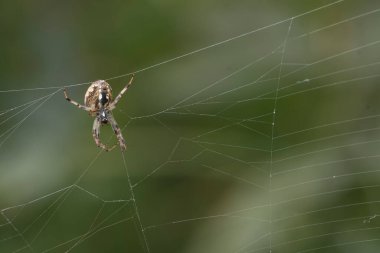 Ağdaki örümceğe yaklaş